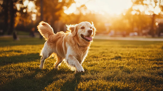 What to Look for in a Trusted Dog Walker in North Durham